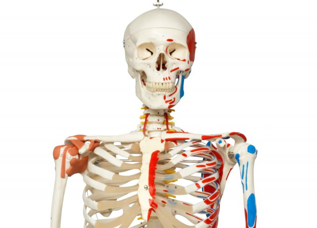 Модель скелета "Сэм"