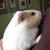 cavy