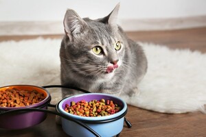 Ключевые особенности корма для стерилизованных кошек