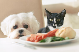 10 звичайних людських продуктів, що викликають серйозне отруєння у котів та собак