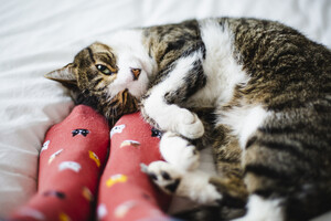 Почему кошки обожают спать в ногах хозяев: шесть причин