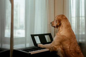 На крупнейшей технологичной выставке CES 2024 представили пианино для собак (видео)