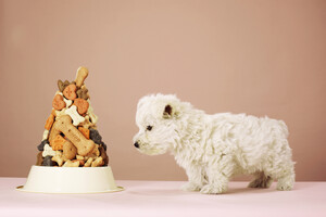 Почему миска не должна быть всегда полной: эксперт рассказал, как правильно кормить собаку