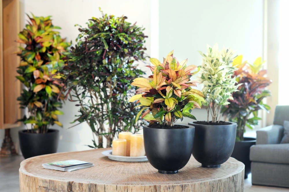 Топ комнатных растений, которые помогут создать стильный акцент в интерьере фото 4