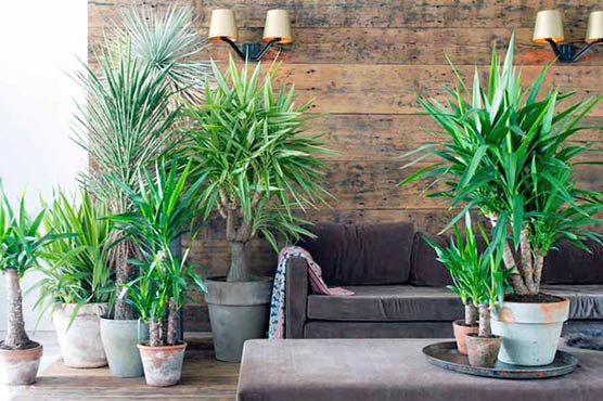 Топ комнатных растений, которые помогут создать стильный акцент в интерьере фото 9