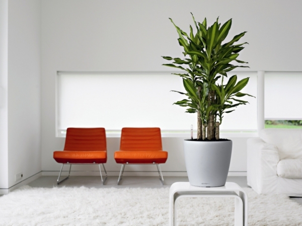 Топ комнатных растений, которые помогут создать стильный акцент в интерьере фото 8