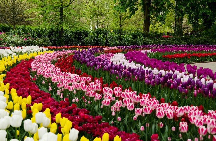 На фестиваль тюльпанов и селедку с луком. Амстердам ждет этой весной! фото 3