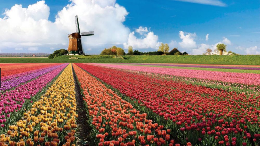 На фестиваль тюльпанов и селедку с луком. Амстердам ждет этой весной! фото 4