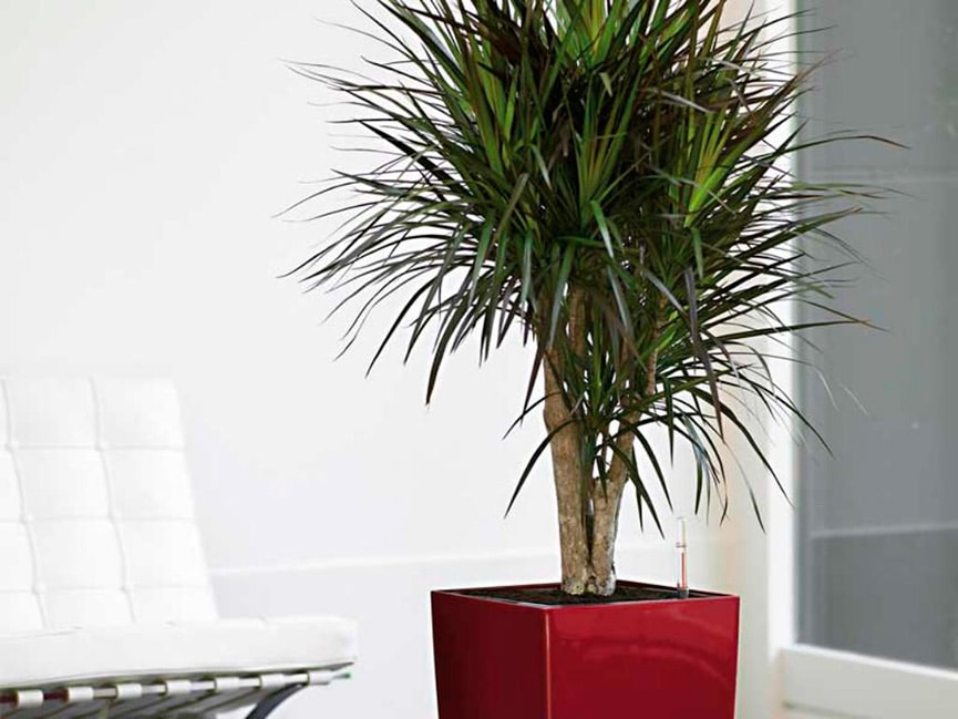 Топ комнатных растений, которые помогут создать стильный акцент в интерьере фото 7