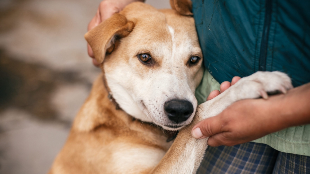 Купи собачку: где можно присмотреть щенка и как проверить его здоровье фото 3