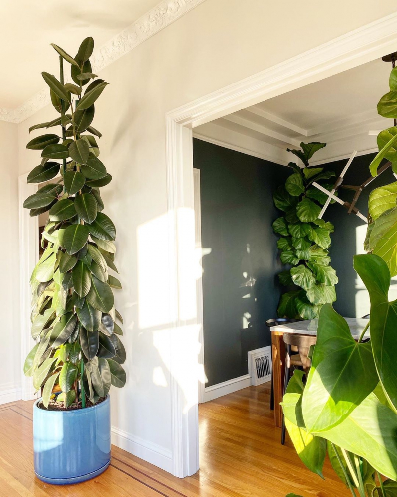 Топ комнатных растений, которые помогут создать стильный акцент в интерьере фото 2