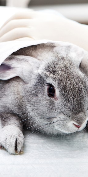 Известные косметические бренды все еще тестируют продукцию на животных. Если верить Daily Mail