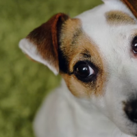 6 приютов для животных в Киеве, где собаки и коты очень ждут вас