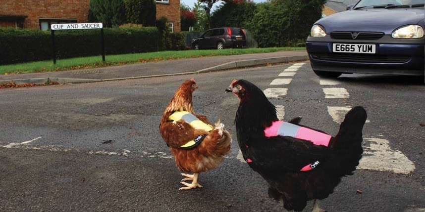 Мир сошел с ума: британским курицам выдали светоотражающие жилеты