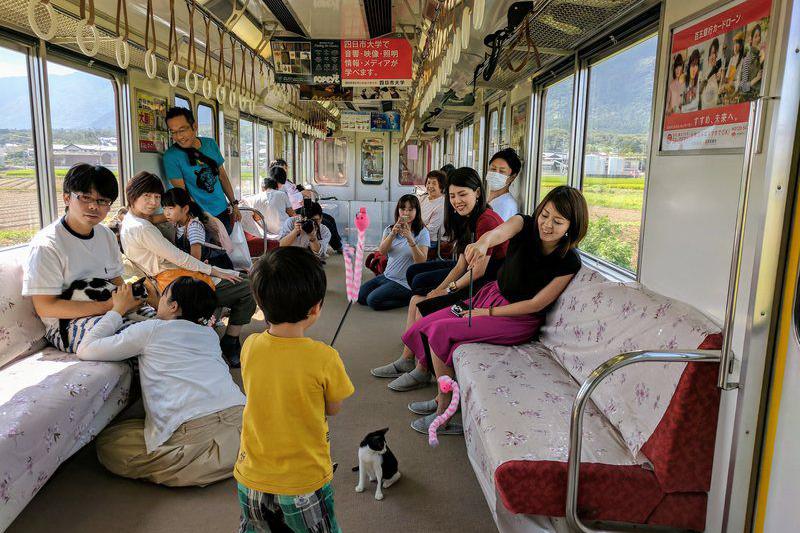 Пушистый рейс: в Японии запустили поезд с котами