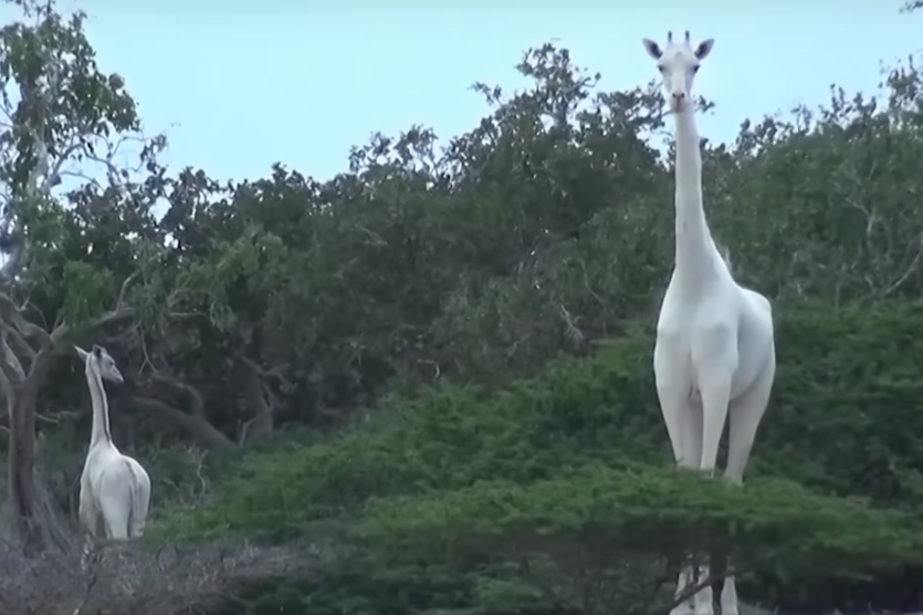 Удивительное рядом: белых жирафов впервые сняли на видео