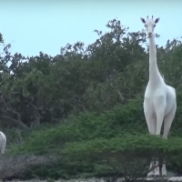 Удивительное рядом: белых жирафов впервые сняли на видео