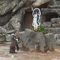 В Японии пингвин влюбился в картонную девушку. И еле пережил разлуку