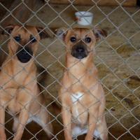 Помоги котикам и собачкам: как все устроено в Гостомельском приюте под Киевом