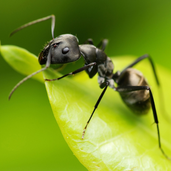 В Киеве появился огромный загорающий муравей. Фото