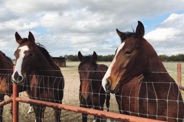 10 мест, где можно покататься на лошадях в Киеве и за городом