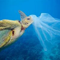 На конкретном примере: чем заменить пакеты, стаканы и губки, чтобы не загрязнять природу