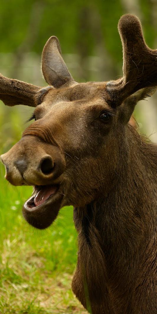 В Украине разрешили убивать лосей