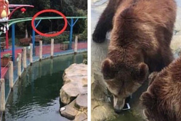 В Китае парень случайно выкинул свой iPhone медведям. Видео