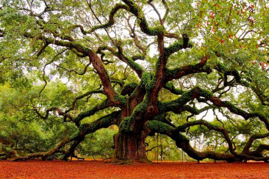 В столице создали карту деревьев времен Киевской Руси