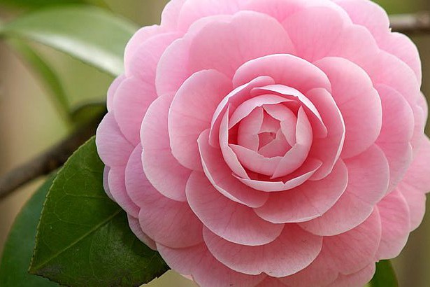 В Киеве расцвели азалии и камелии. Фото