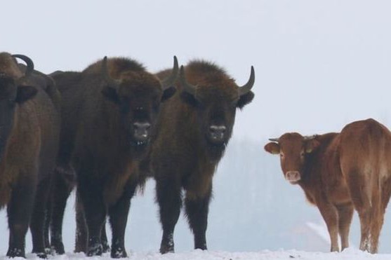 В Европе корова ушла из дома и начала жить с зубрами. Фото