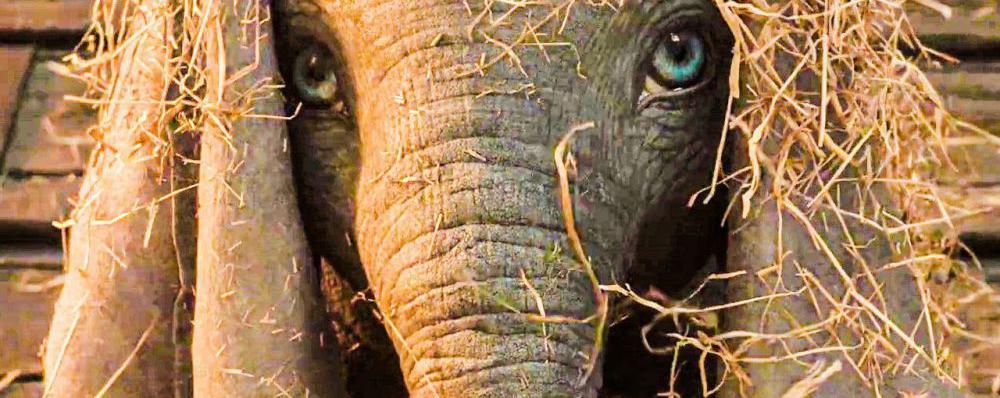 Что посмотреть: лучшие фильмы марта 2019