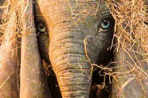 Что посмотреть: лучшие фильмы марта 2019