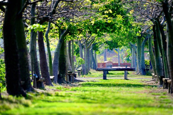 Где в Киеве появятся пять новых скверов: адреса