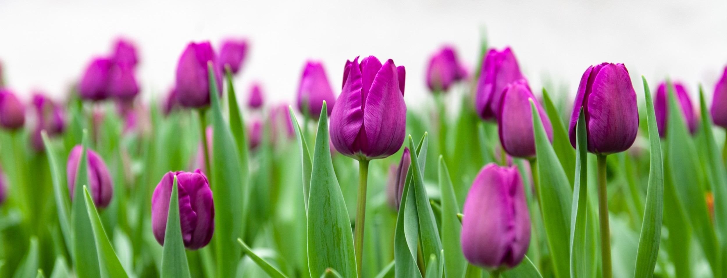 В Киеве высадят 8 миллионов цветов и 7 тысяч деревьев. Фото