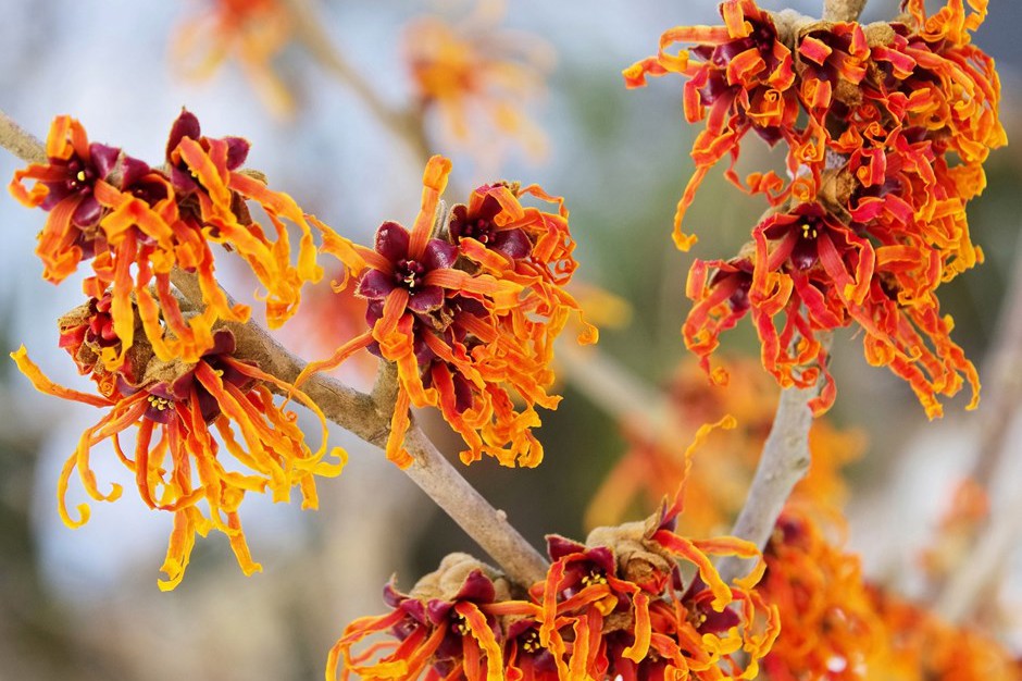 В ботаническом саду Киева зацвел необычный кустарник. Фото
