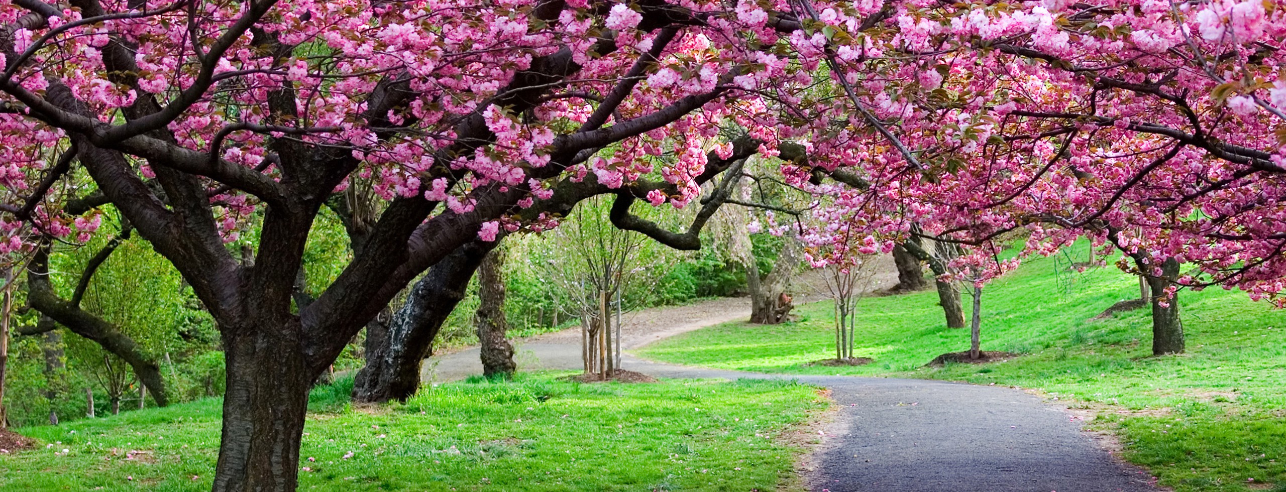 В Киеве высадили аллею сакур. Фото