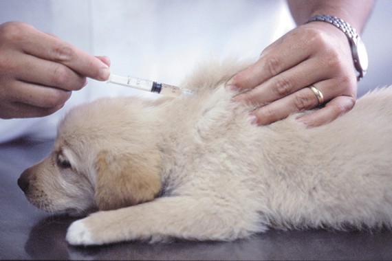 Киевлян просят привить домашних животных от бешенства