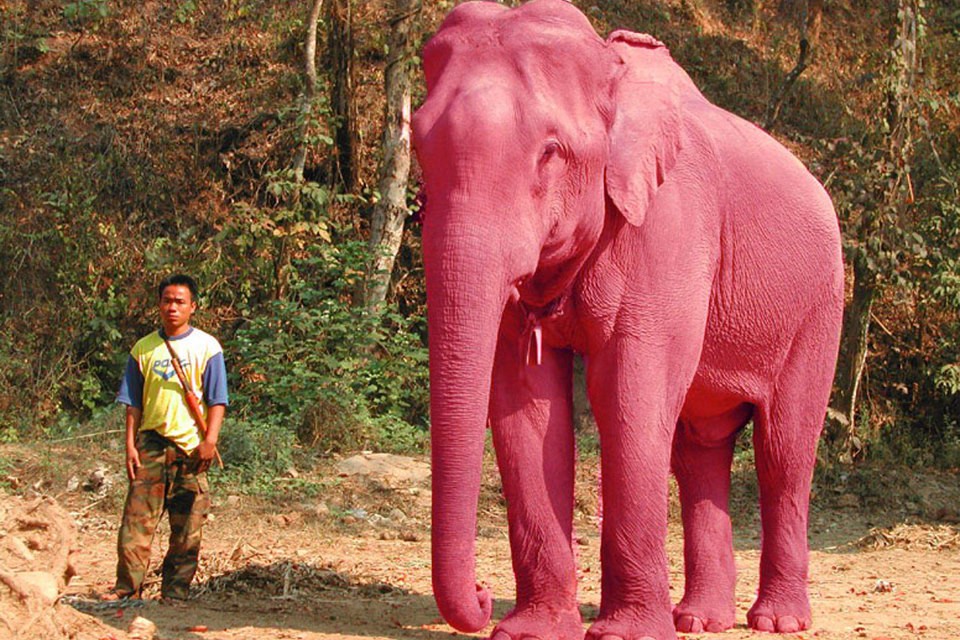 В Южной Африке родился уникальный розовый слоненок. Видео
