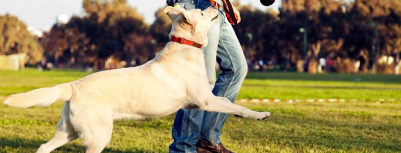 Коммунальщики не успели сделать площадку для выгула собак, как ее сломали. Фото