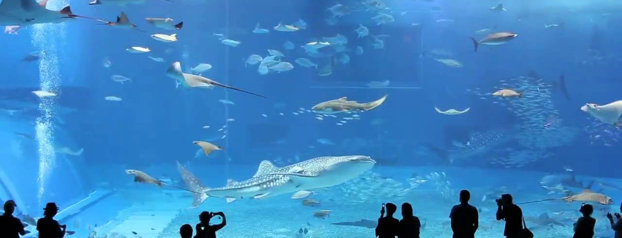 В Доме природы киевлянам бесплатно покажут уникальный 6-тонный аквариум