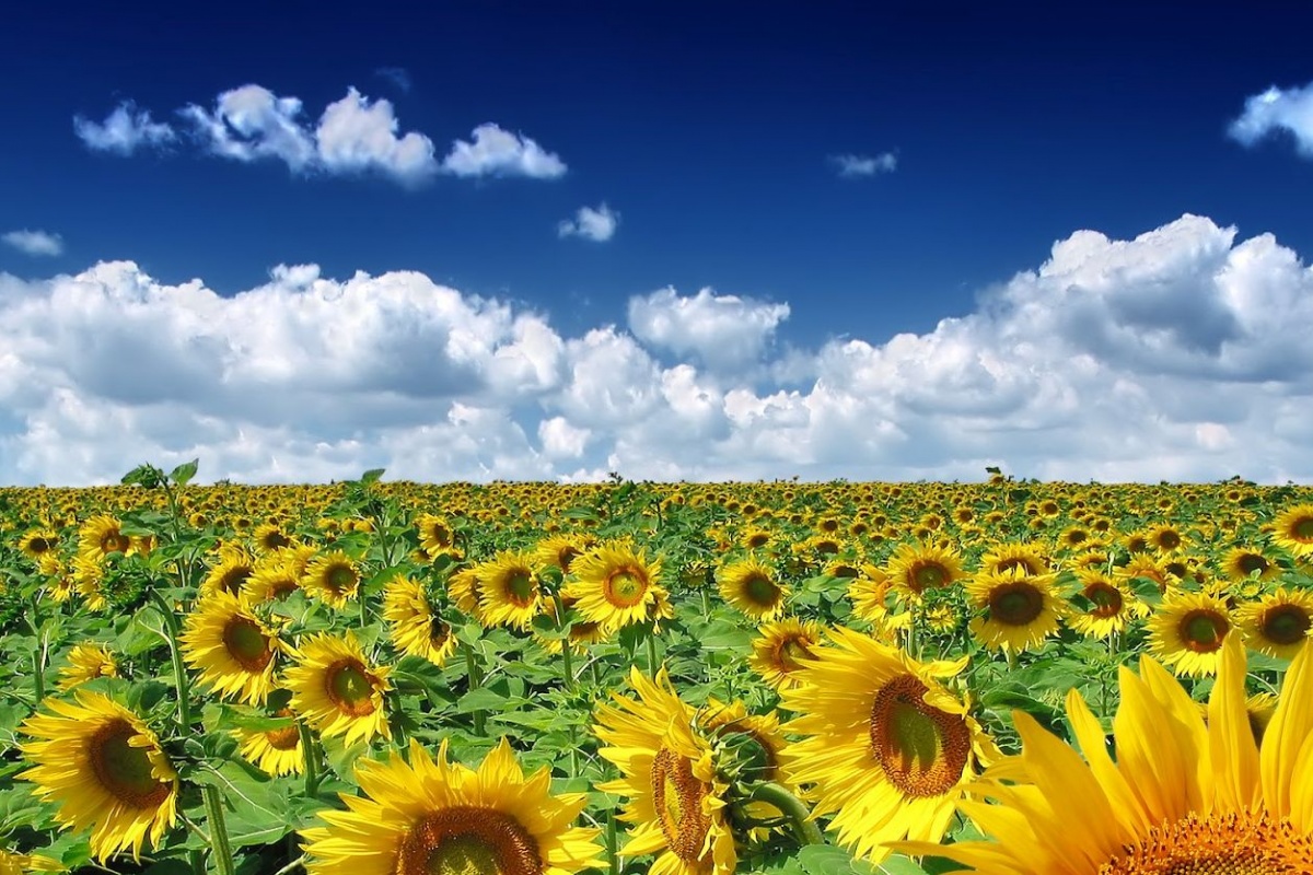 Синоптики дали прогноз погоды на лето 2019 в Украине