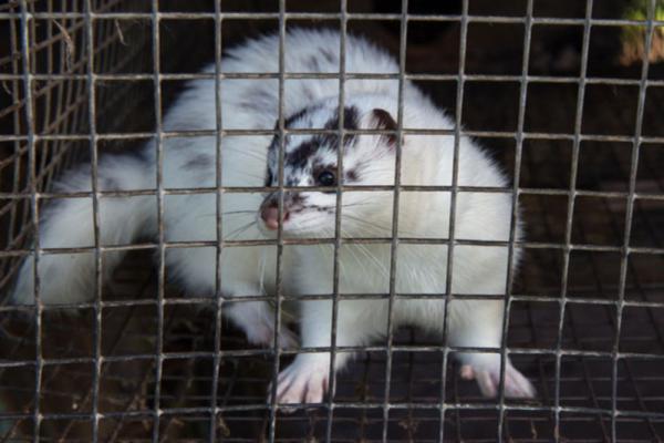 В Германии закрыли последнюю норковую ферму