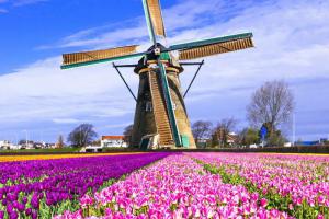 На фестиваль тюльпанов и селедку с луком. Амстердам ждет этой весной!