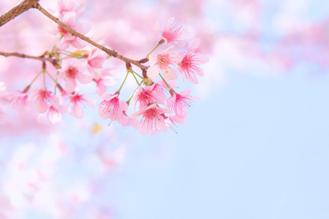 В Днепровском районе столицы появилась аллея сакур