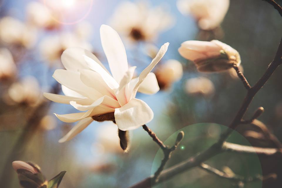 В столице зацвели первые магнолии. Фото