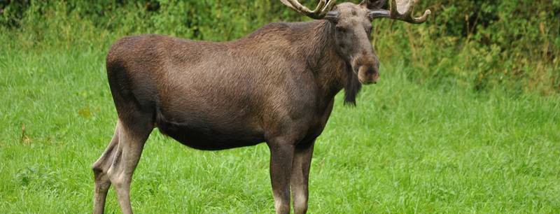 В Украине вновь запретили убивать лося