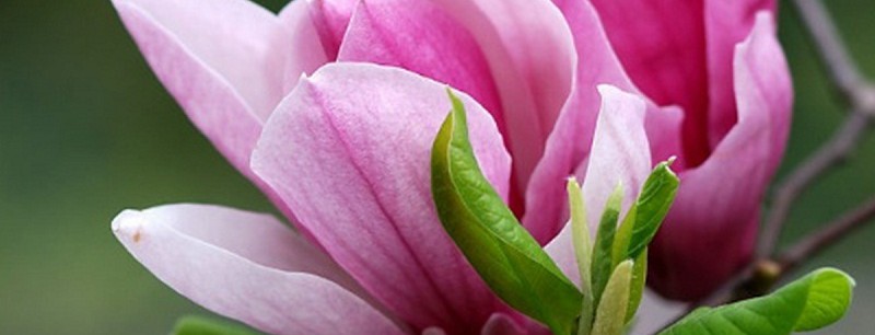 В Киеве появился самый большой сад магнолий