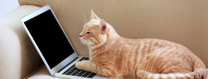 Названы самые посещаемые сайты в Украине: рейтинг