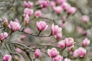 Там, где магнолии цветут! 8 заведений Печерска, куда стоит заглянуть после ботсада